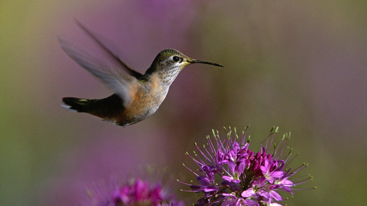 Обои макро, цветок, крылья, птица, клюв, колибри, macro, flower, wings, bird, beak, hummingbird разрешение 1920x1080 Загрузить