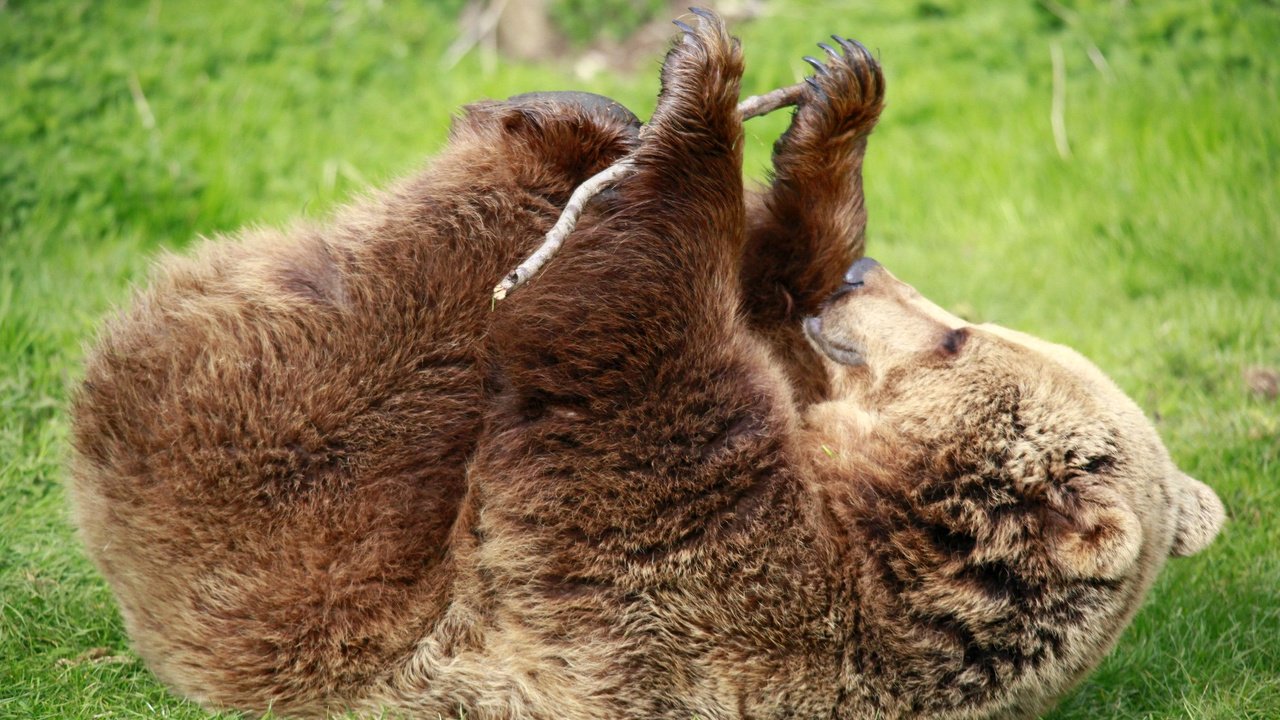 Обои трава, лапы, медведь, зеленая, палка, бурый медведь, grass, paws, bear, green, stick, brown bear разрешение 1989x1323 Загрузить