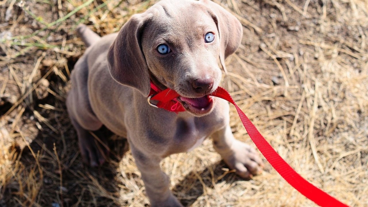 Обои собака, щенок, поводок, веймаранер, голубые глазки, dog, puppy, leash, the weimaraner, blue eyes разрешение 1920x1200 Загрузить