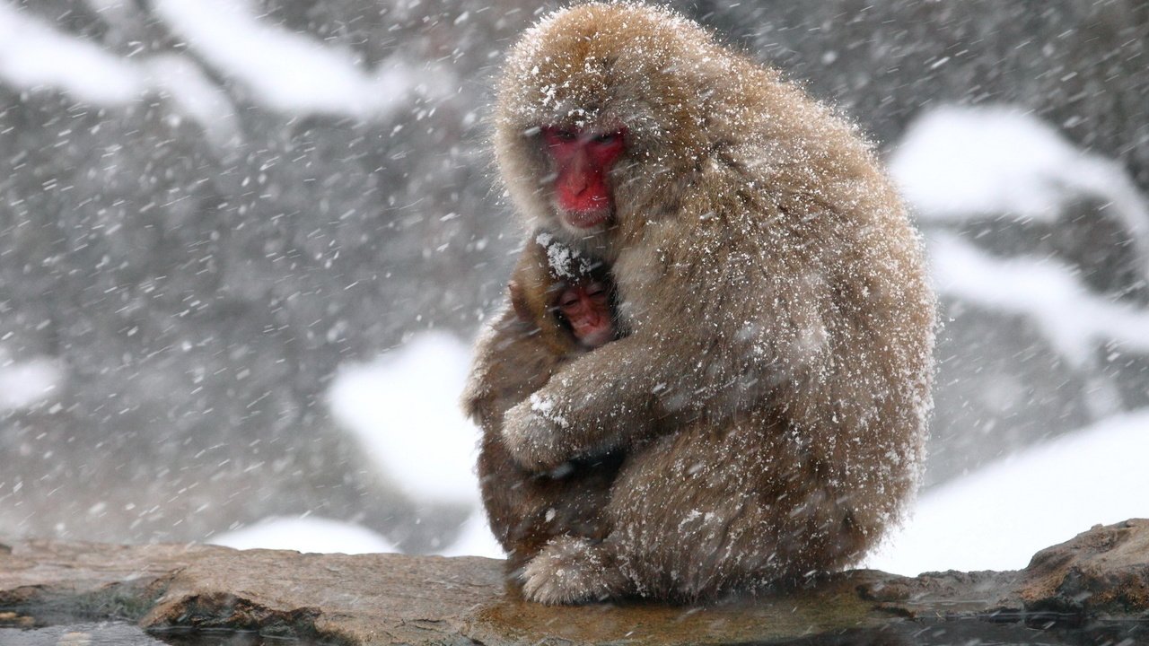 Обои снег, природа, камень, обезьяна, детеныш, обезьяны, японский макак, snow monkey, snow, nature, stone, monkey, cub, japanese macaques разрешение 1920x1200 Загрузить