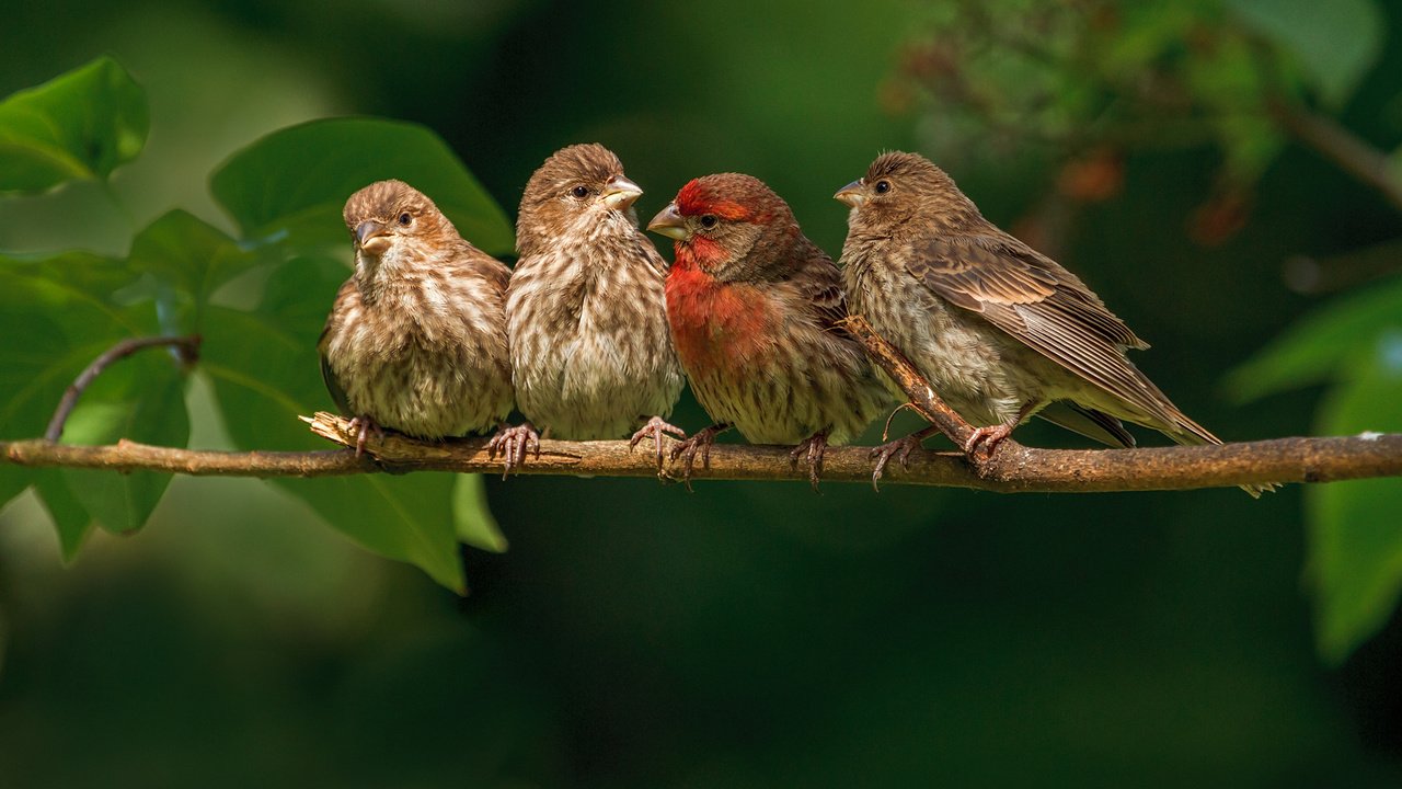 Обои ветка, природа, листья, птицы, птички, зяблики, branch, nature, leaves, birds, finches разрешение 1920x1200 Загрузить