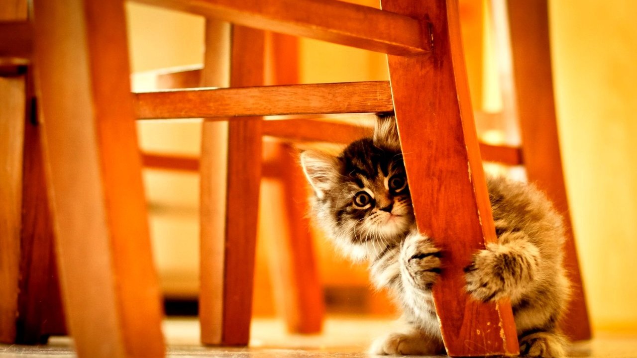 Обои котенок, пушистый, стул, kitty, fluffy, chair разрешение 2000x1250 Загрузить