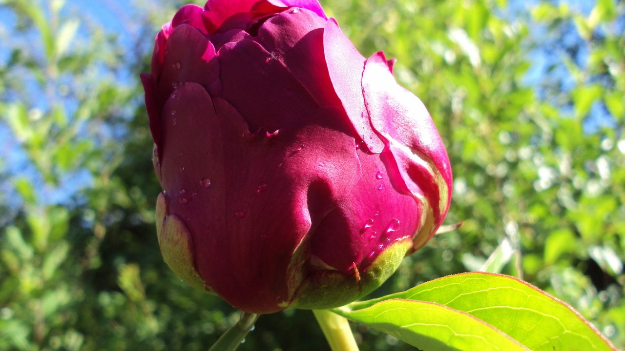 Обои цветок, лето, роза, бутон, пион, flower, summer, rose, bud, peony разрешение 1920x1200 Загрузить