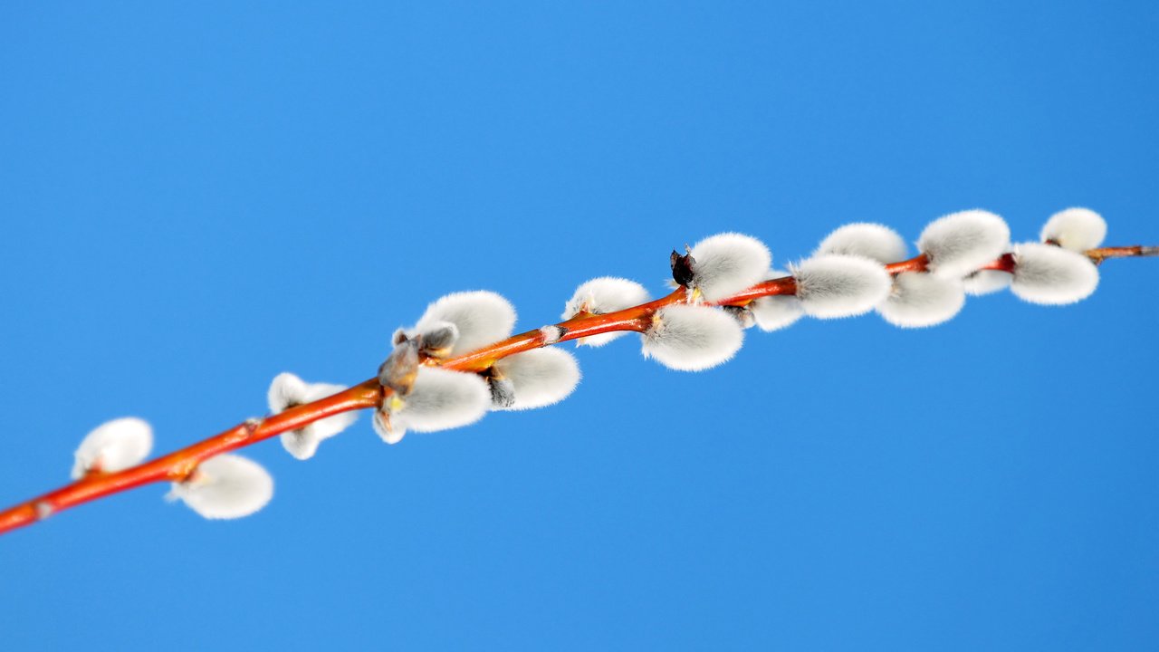 Обои небо, ветка, весна, синий фон, верба, the sky, branch, spring, blue background, verba разрешение 1920x1200 Загрузить