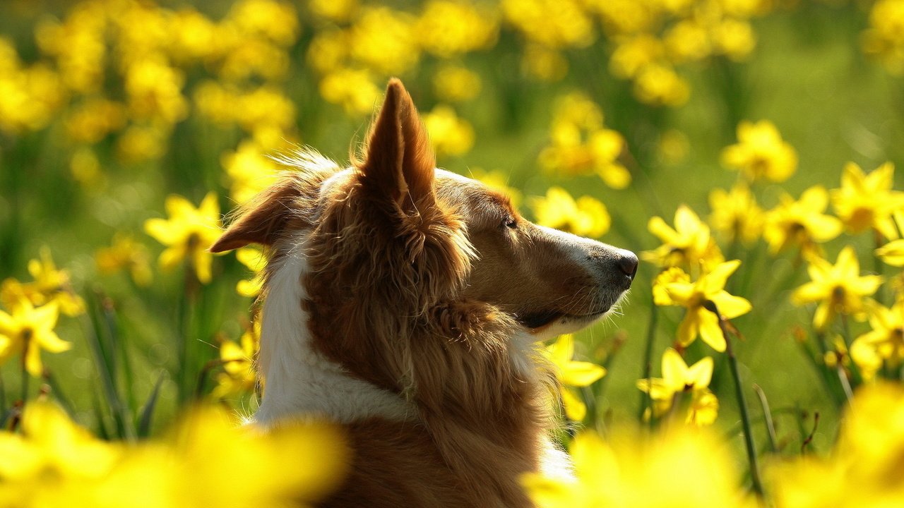 Обои морда, цветы, поле, собака, профиль, уши, нарциссы, колли, face, flowers, field, dog, profile, ears, daffodils, collie разрешение 1920x1200 Загрузить