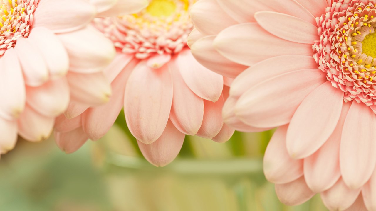 Обои цветы, макро, лепестки, розовый, герберы, flowers, macro, petals, pink, gerbera разрешение 2560x1600 Загрузить