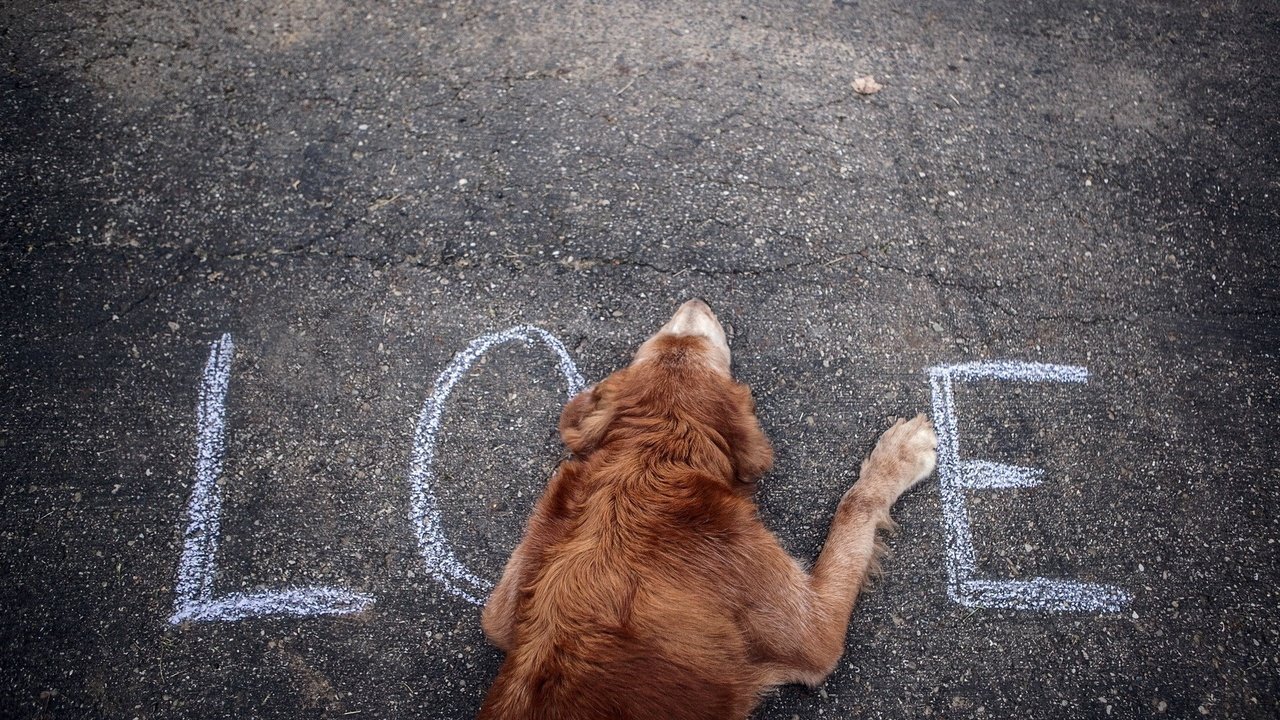 Обои собака, любовь, асфальт, слово, влюбленная, dog, love, asphalt, the word разрешение 1920x1200 Загрузить