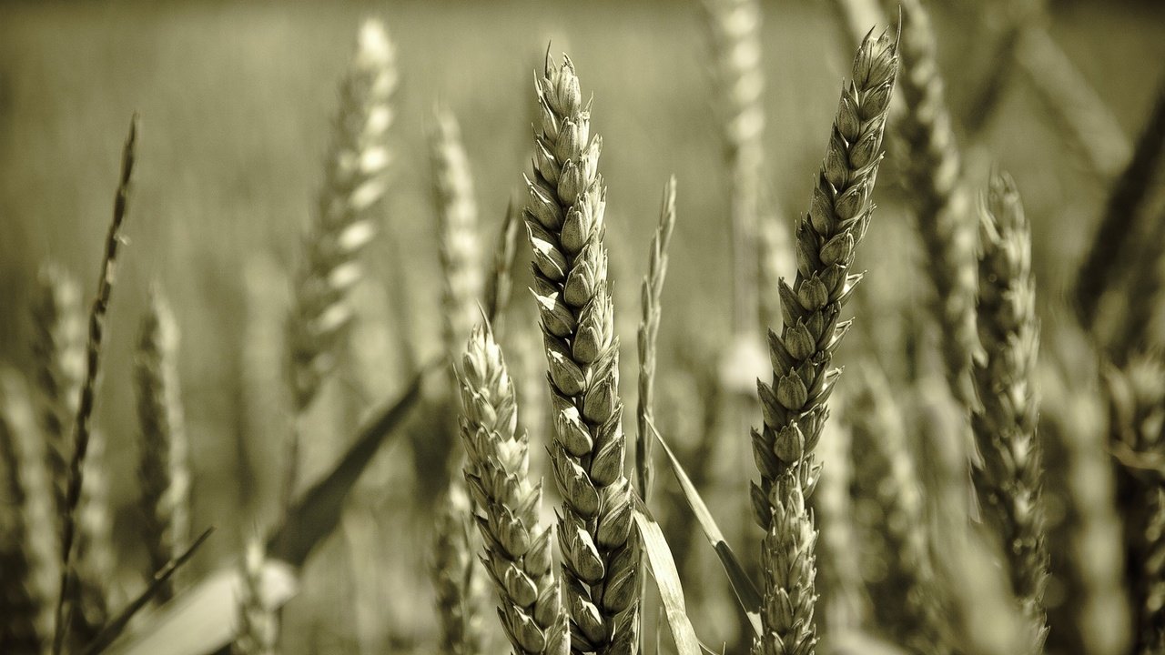 Обои макро, поле, колосья, пшеница, колоски, macro, field, ears, wheat, spikelets разрешение 1920x1200 Загрузить