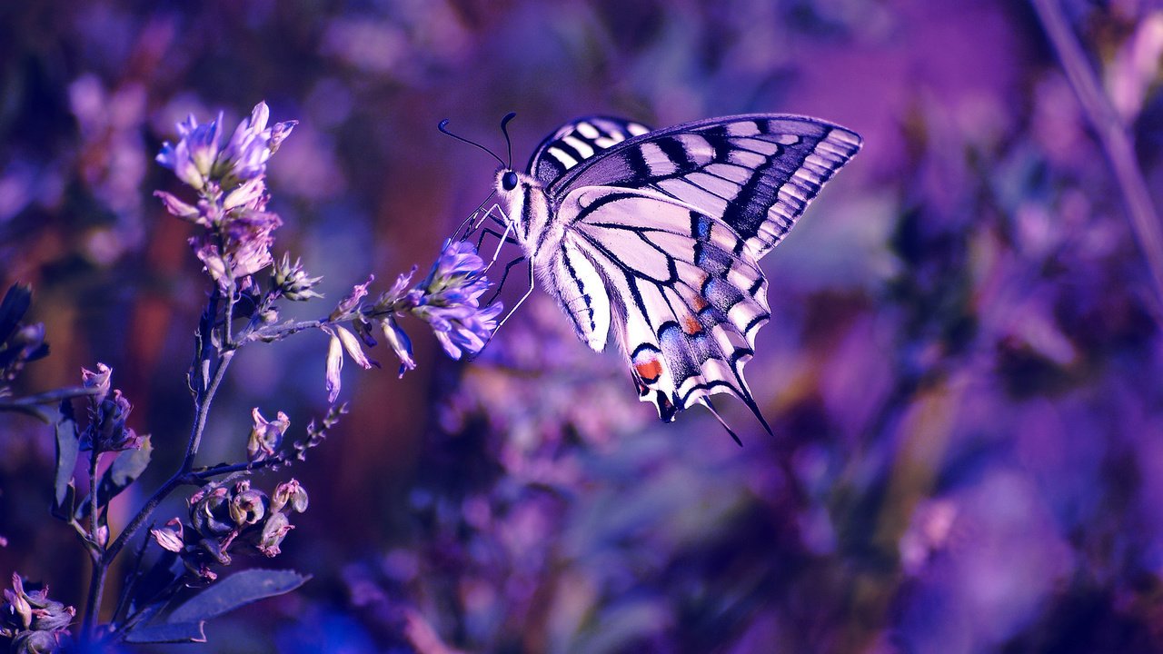 Обои лиловый, цветы, сиреневый, растения, махаон, макро, насекомое, цветок, цвет, бабочка, фиолетовый, flowers, lilac, plants, swallowtail, macro, insect, flower, color, butterfly, purple разрешение 1920x1200 Загрузить