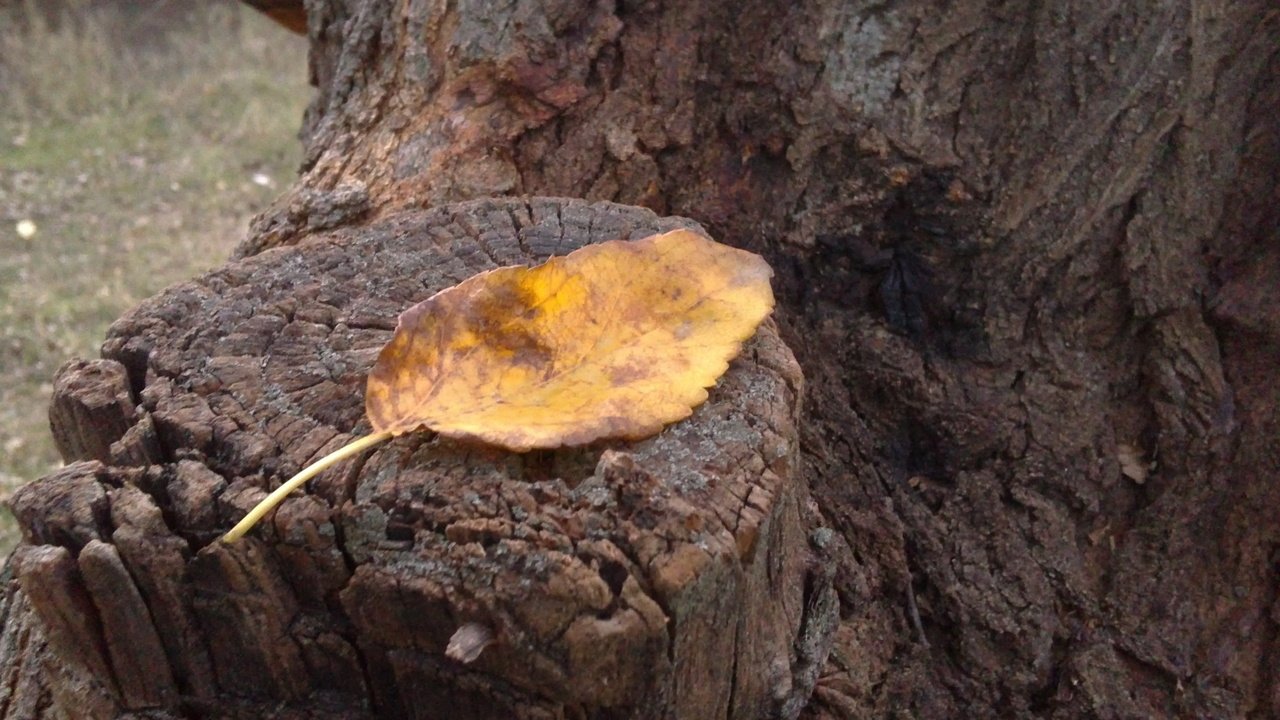 Обои осень, лист, пень, autumn, sheet, stump разрешение 3264x2448 Загрузить