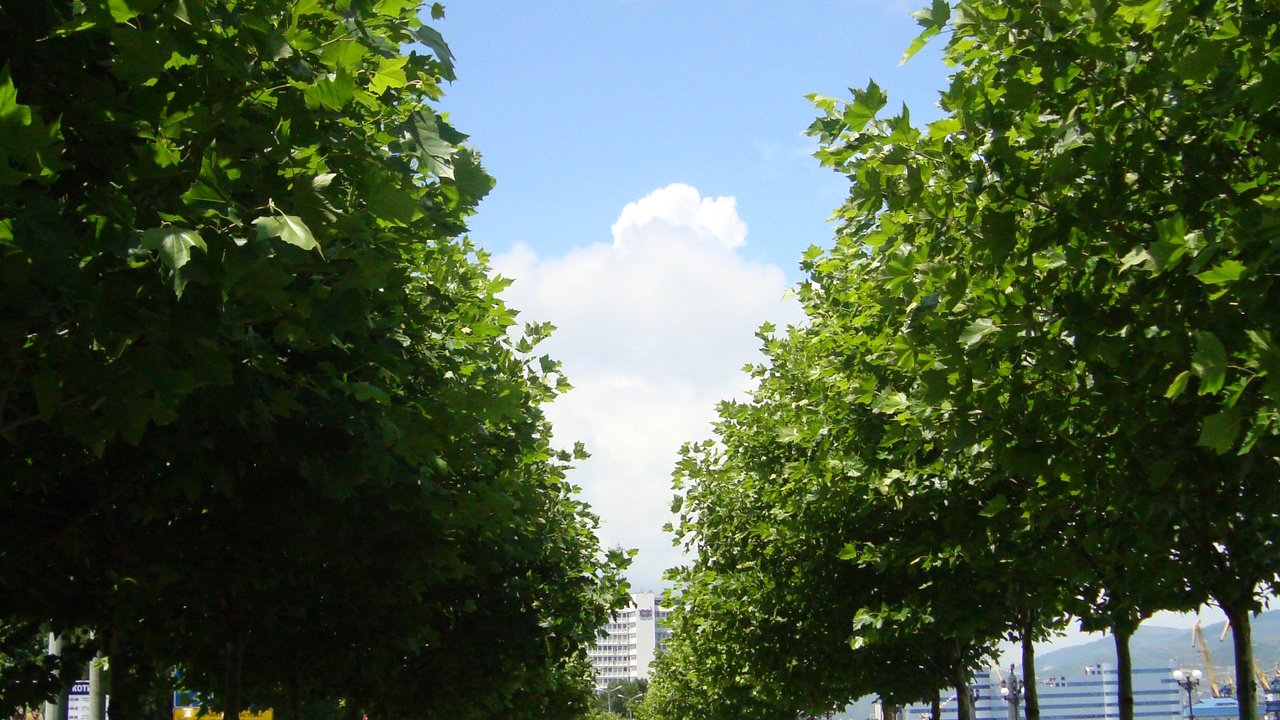 Обои деревья, россия, аллея, новосибирск, trees, russia, alley, novosibirsk разрешение 2448x3264 Загрузить