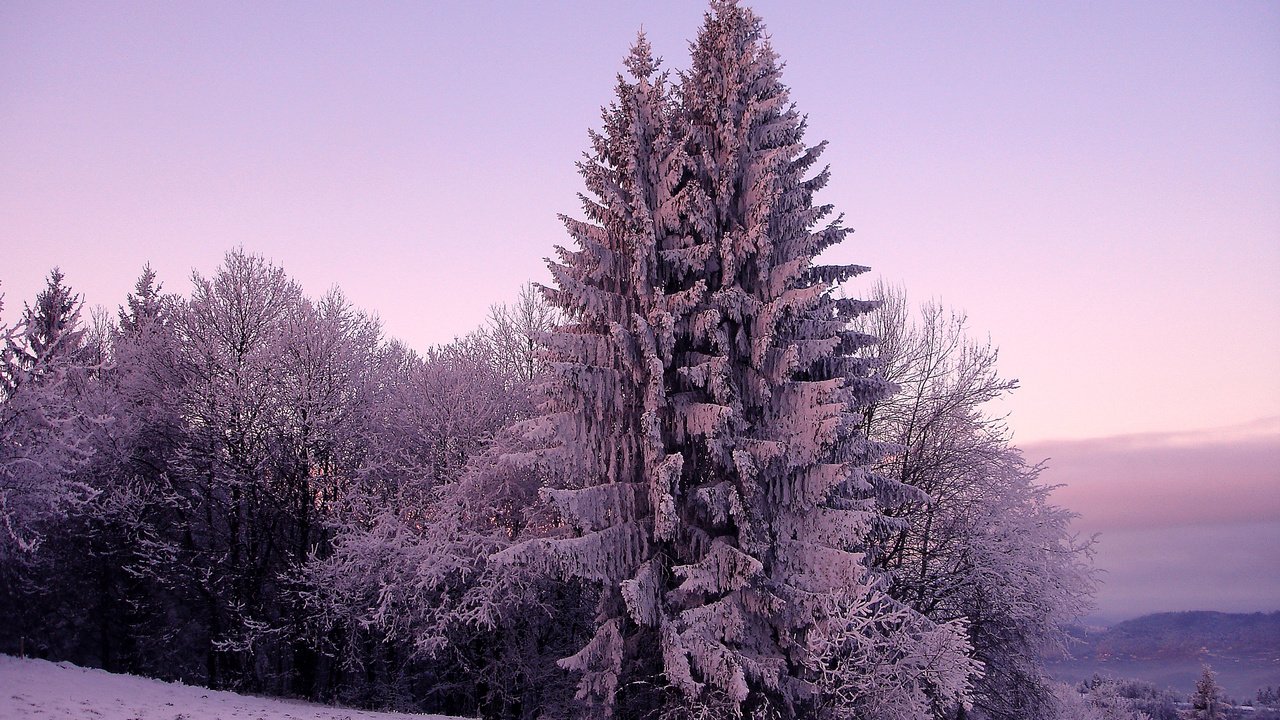 Обои деревья, ель, снег, зимний лес, природа, зима, фото, мороз, холод, сосны, trees, spruce, snow, winter forest, nature, winter, photo, frost, cold, pine разрешение 1920x1200 Загрузить