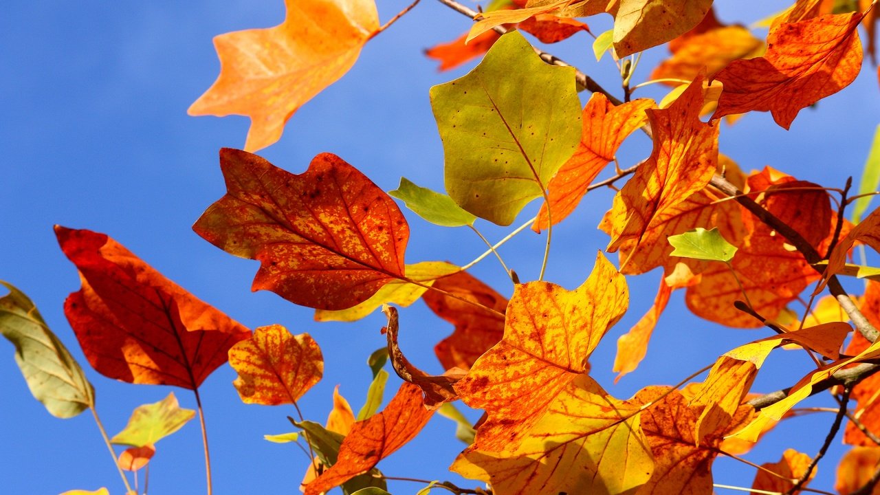 Обои небо, дерево, листья, ветки, ветви, осень, красные, желтые, the sky, tree, leaves, branches, branch, autumn, red, yellow разрешение 2560x1600 Загрузить