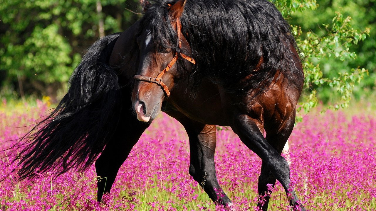 Обои цветы, лошадь, лес, лето, конь, грива, жеребец, лошад, flowers, horse, forest, summer, mane, stallion разрешение 1920x1280 Загрузить
