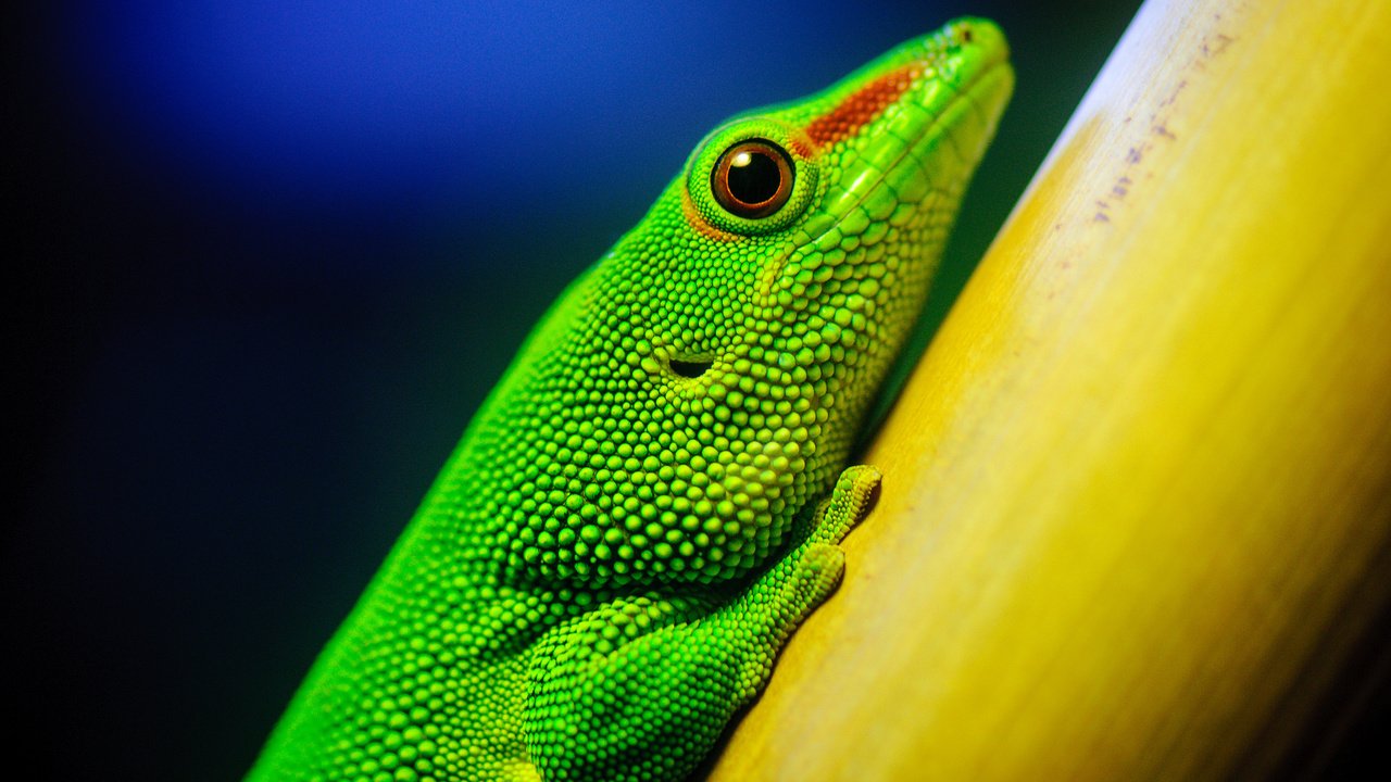 Обои макро, ящерица, зеленая, рептилия, california academy of sciences, macro, lizard, green, reptile разрешение 2560x1600 Загрузить