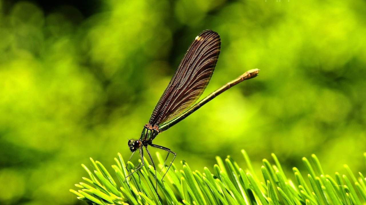 Обои трава, природа, макро, крылья, насекомые, стрекоза, grass, nature, macro, wings, insects, dragonfly разрешение 2560x1600 Загрузить