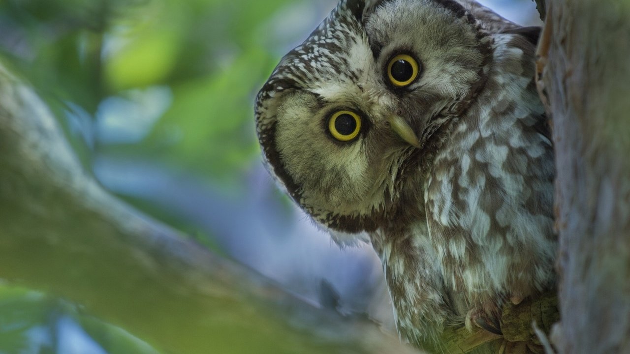 Обои сова, дерево, взгляд, птица, клюв, перья, мохноногий сыч, сыч, owl, tree, look, bird, beak, feathers, tengmalm's owl разрешение 1920x1200 Загрузить