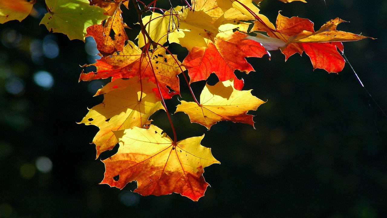 Обои свет, листья, клен, кленовый лист, сухой, осенние листья, light, leaves, maple, maple leaf, dry, autumn leaves разрешение 1920x1200 Загрузить