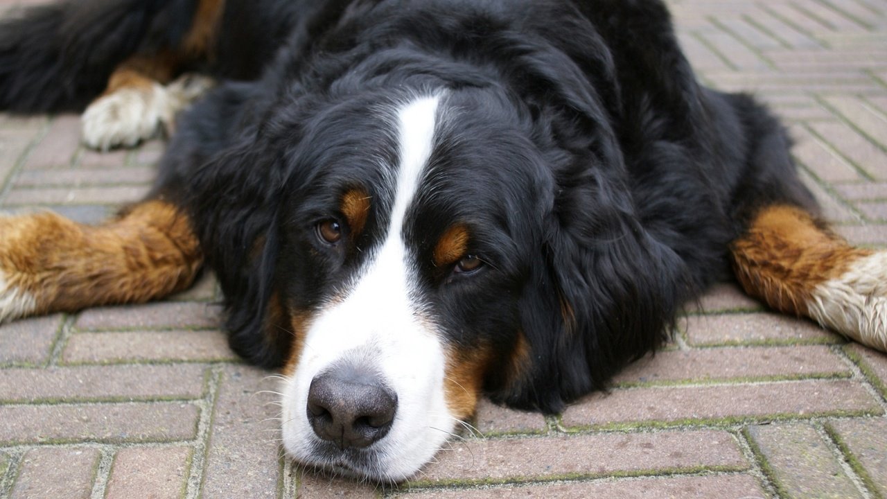 Обои морда, взгляд, собака, лежит, бернский зенненхунд, face, look, dog, lies, bernese mountain dog разрешение 1920x1080 Загрузить