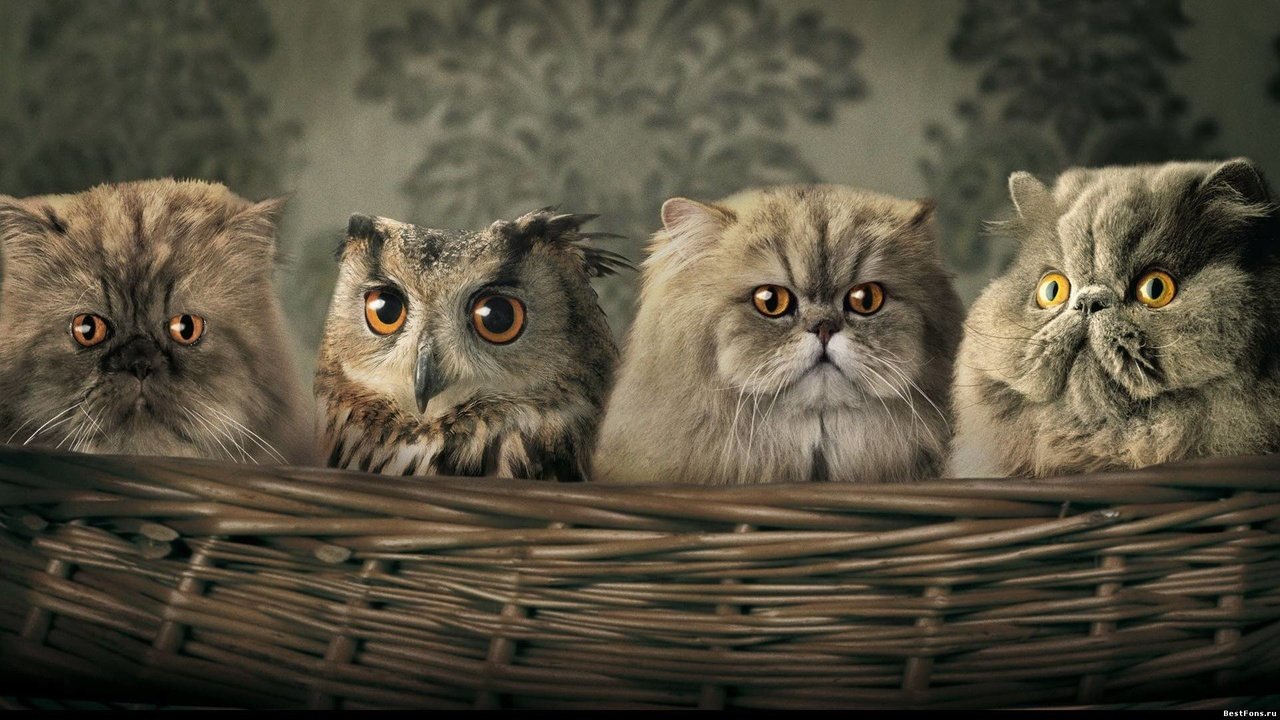 Обои сова, птица, корзина, кошки, owl, bird, basket, cats разрешение 1920x1080 Загрузить