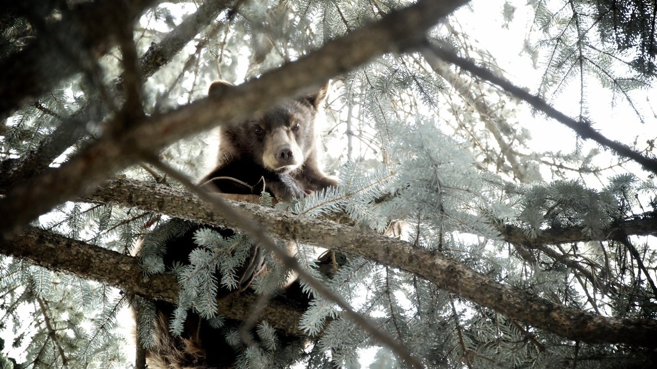 Обои природа, дерево, лес, хвоя, ветки, медведь, медвежонок, nature, tree, forest, needles, branches, bear разрешение 2560x1600 Загрузить