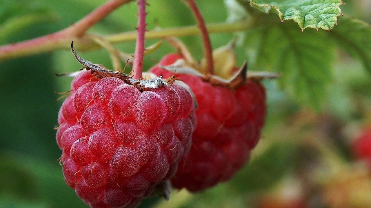 Обои природа, макро, малина, ягода, еда, nature, macro, raspberry, berry, food разрешение 1920x1200 Загрузить