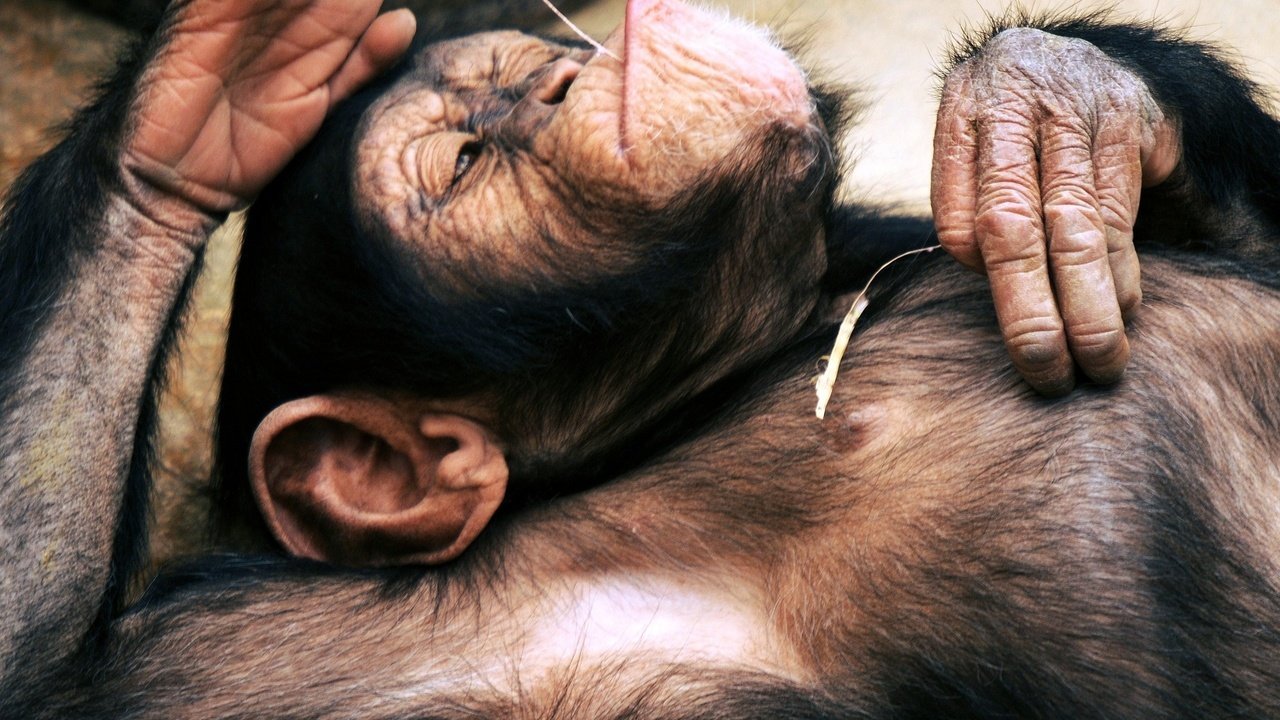Обои лежит, отдыхает, обезьяна, примат, шимпанзе, lies, resting, monkey, the primacy of, chimpanzees разрешение 2560x1600 Загрузить