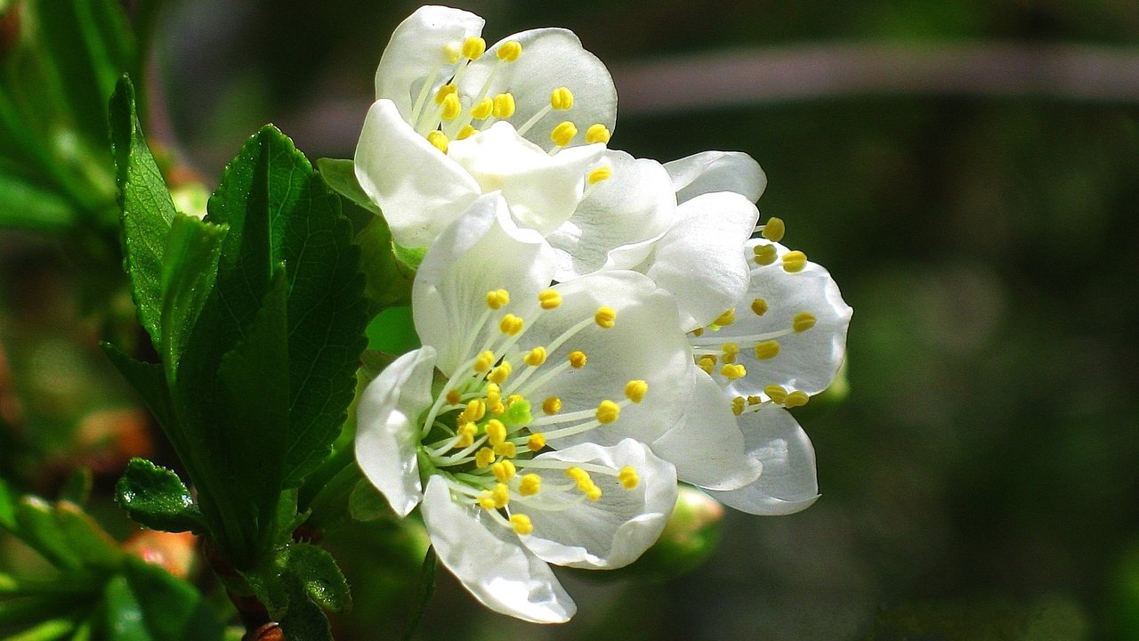 Обои цветы, цветение, весна, вишня, белые, flowers, flowering, spring, cherry, white разрешение 1920x1440 Загрузить
