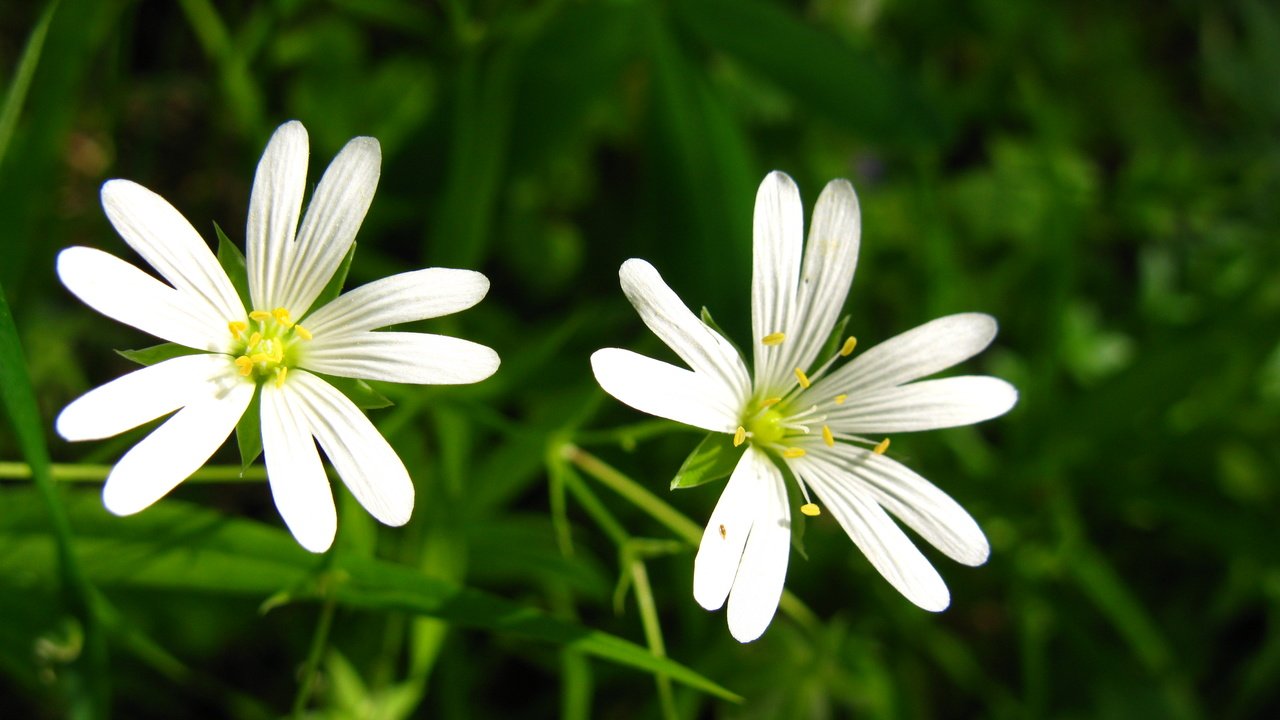 Обои цветы, белые, cvety, leto, zvezdochki, lug, звездчатка, flowers, white, stellaria разрешение 4000x3000 Загрузить