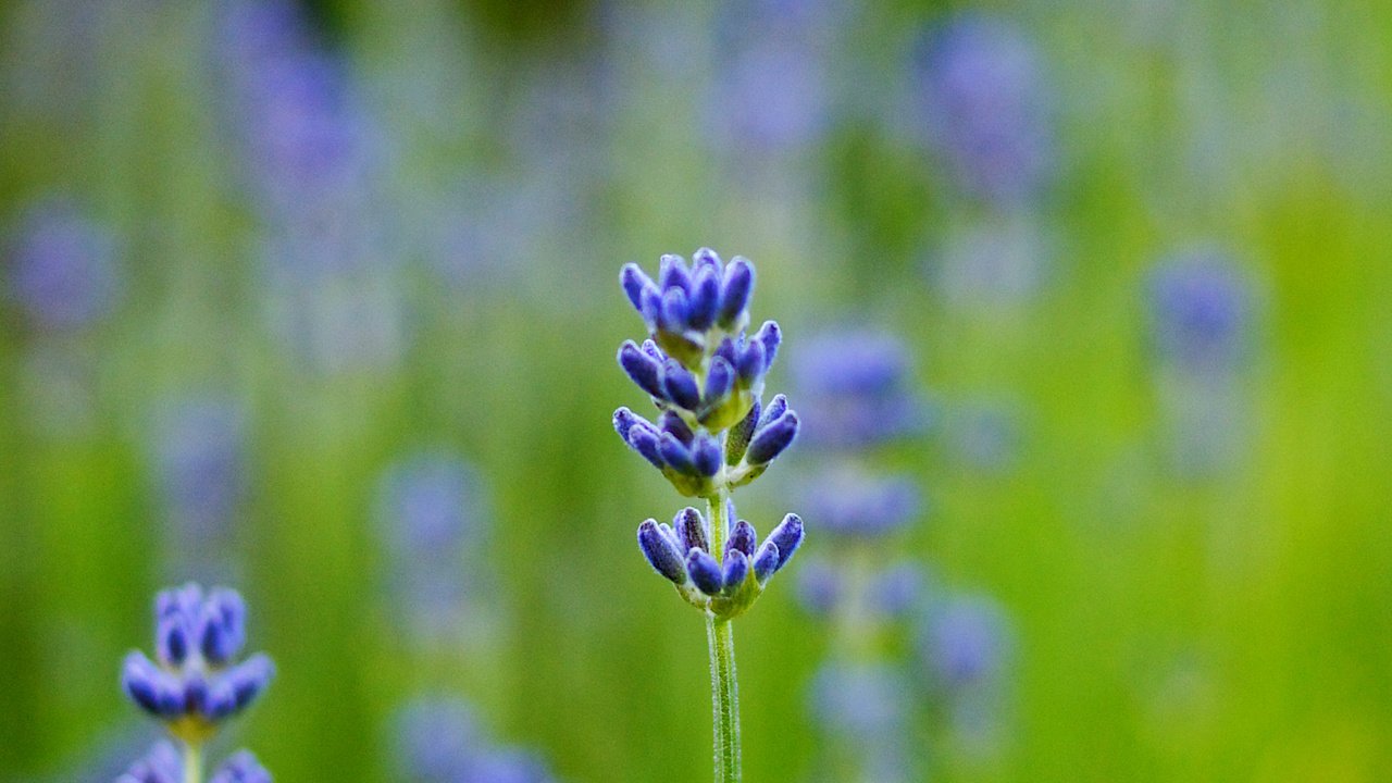 Обои макро, поле, лаванда, размытость, синяя, macro, field, lavender, blur, blue разрешение 4000x1280 Загрузить