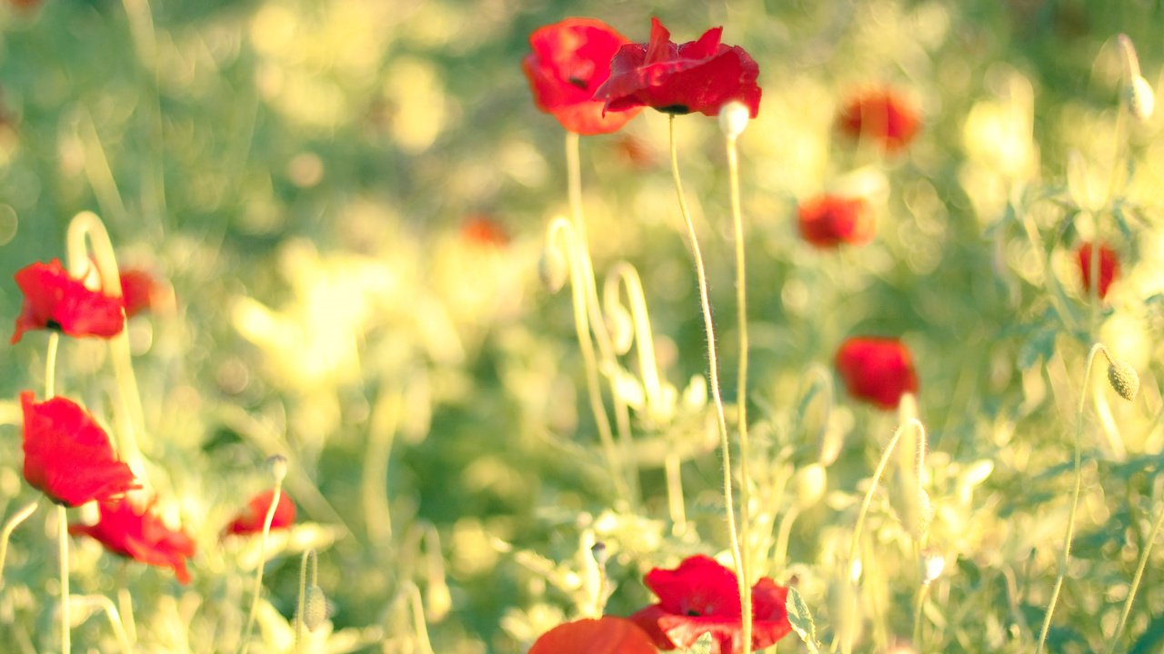 Обои цветы, солнце, поле, лето, маки, flowers, the sun, field, summer, maki разрешение 3814x2845 Загрузить