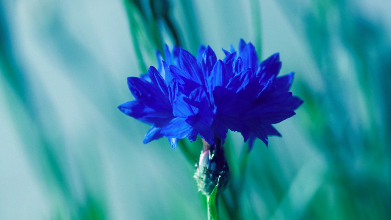 Обои синий, размытость, василек, blue, blur, cornflower разрешение 2795x1947 Загрузить