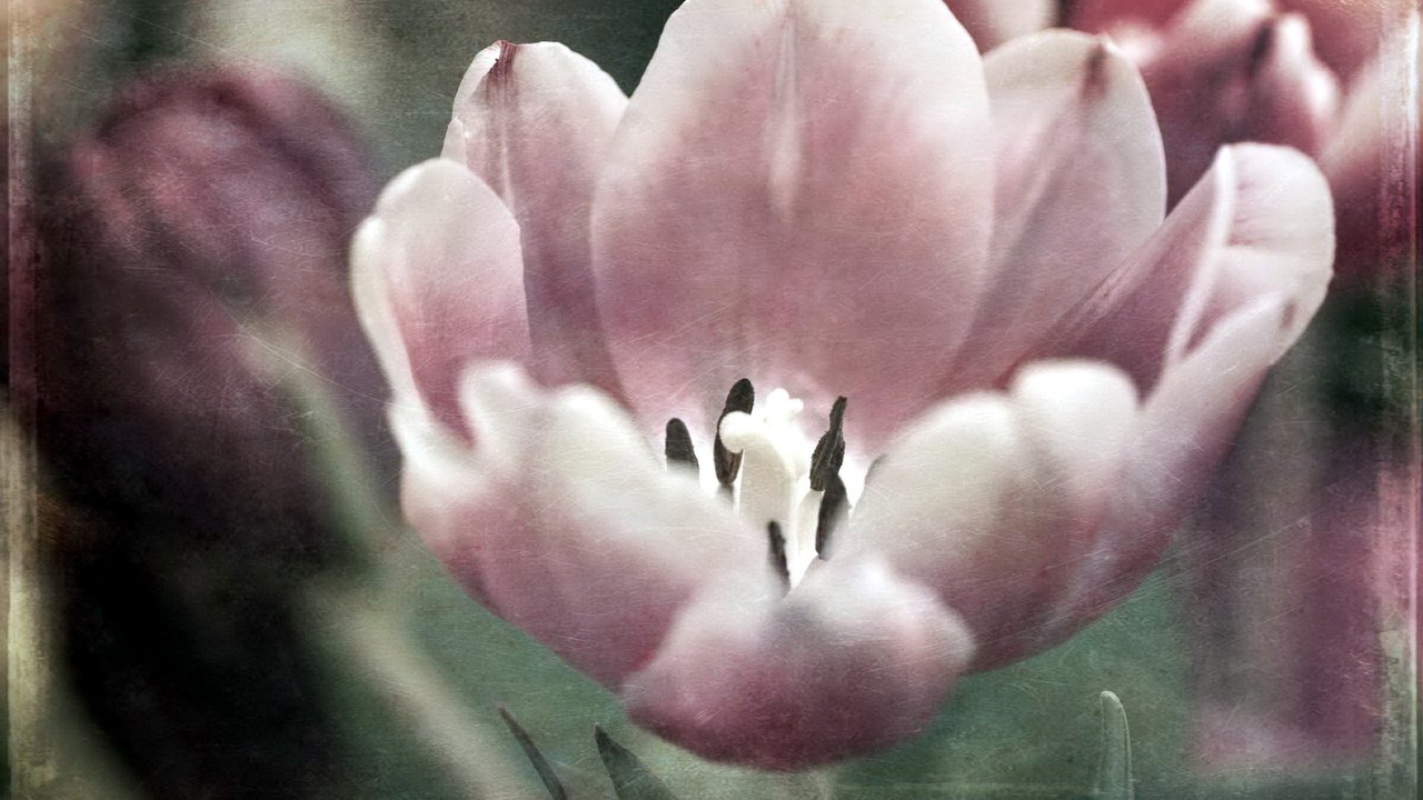 Обои фон, цветок, лепестки, тюльпан, fon, cvetok, stil, тюлюпан, background, flower, petals, tulip, tolupan разрешение 1920x1280 Загрузить