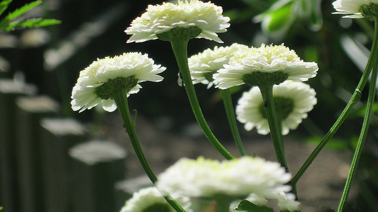 Обои цветы, ромашки, белые, cvety, belye, moxrovye, peretrum, пиретрум, flowers, chamomile, white разрешение 1920x1440 Загрузить