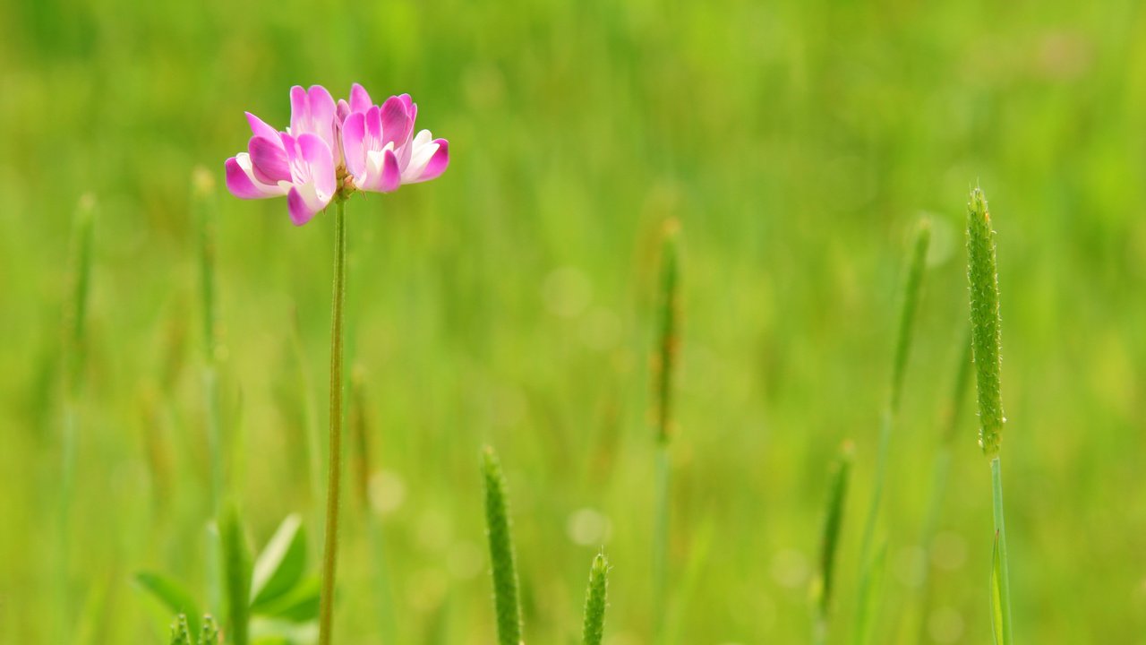 Обои трава, природа, зелень, цветок, grass, nature, greens, flower разрешение 3072x2048 Загрузить