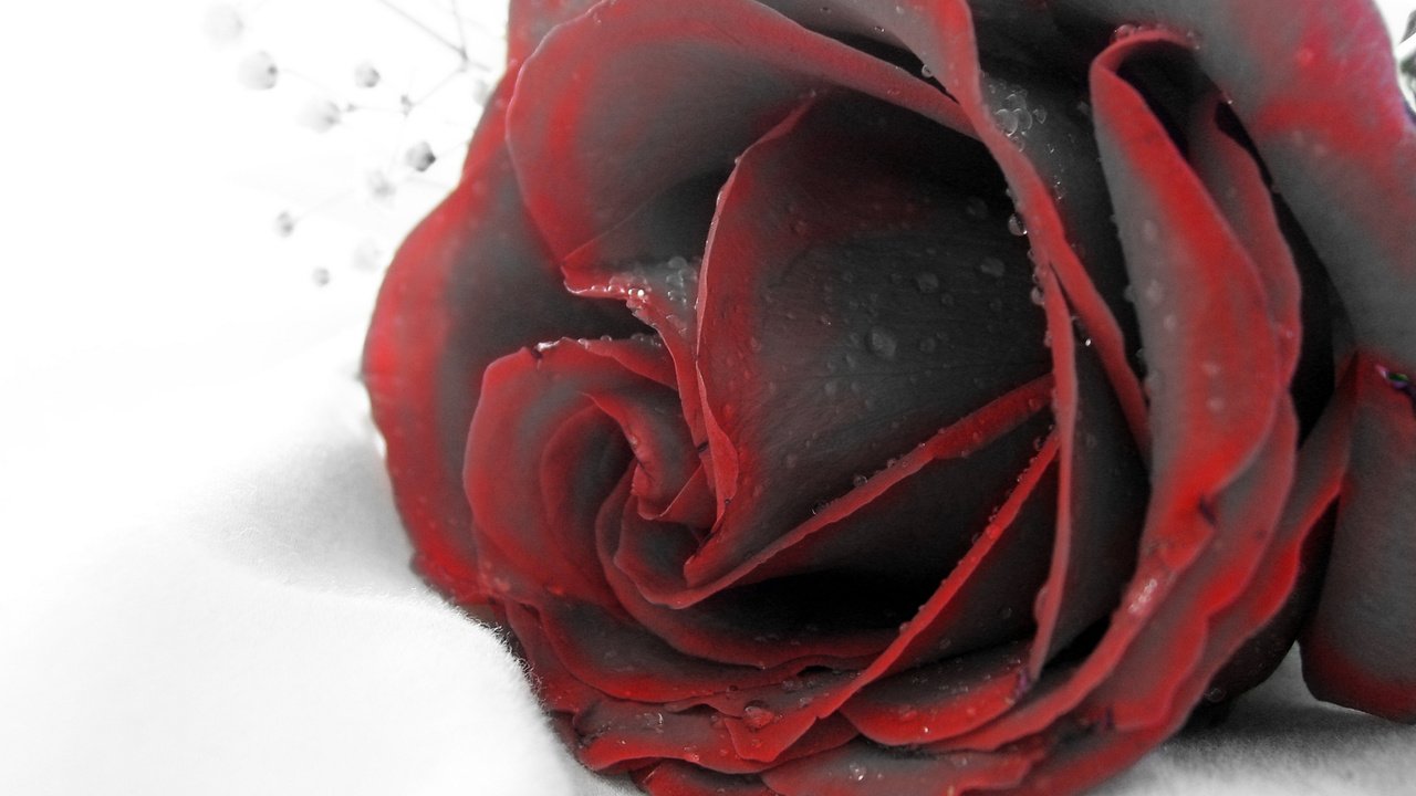 Обои макро, роза, красная, бутое, macro, rose, red, bute разрешение 2560x1440 Загрузить