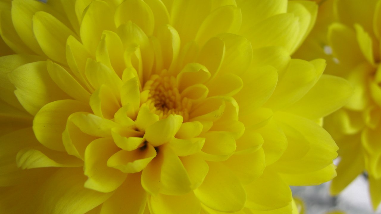 Обои желтый, хризантема, yellow, chrysanthemum разрешение 3648x2736 Загрузить