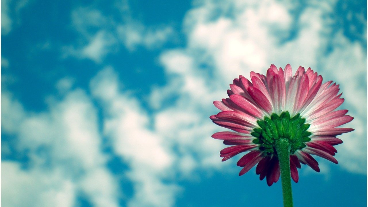 Обои cvety, nebo, cvetok, margaritka, обьлака, oblaka разрешение 2560x1600 Загрузить