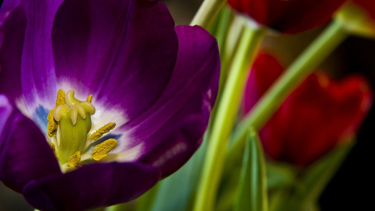 Обои цветы, лепестки, тюльпаны, стебли, cvety, krasivo, rasteniya, flowers, petals, tulips, stems разрешение 1920x1200 Загрузить