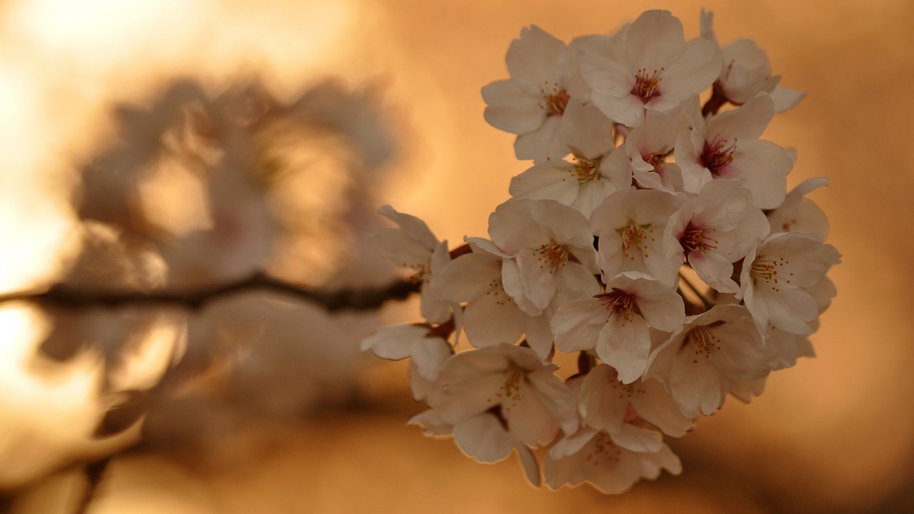 Обои ветка, цветок, вишня, branch, flower, cherry разрешение 2560x1600 Загрузить