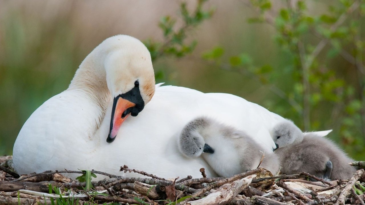 Обои белый, птицы, лебедь, птенцы, гнездо, white, birds, swan, chicks, socket разрешение 1920x1200 Загрузить