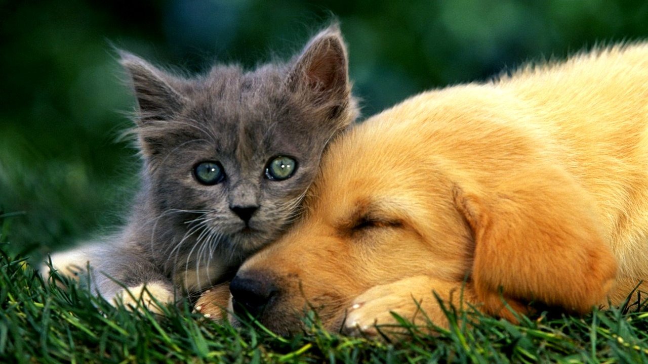 Обои кошка, котенок, пушистый, собака, лабродор, cat, kitty, fluffy, dog, labrador разрешение 2000x1600 Загрузить