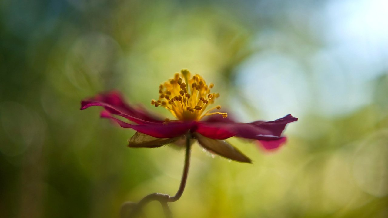 Обои макро, цветок, лепестки, стебель, боке, cvetok, makro, boke, macro, flower, petals, stem, bokeh разрешение 1920x1200 Загрузить