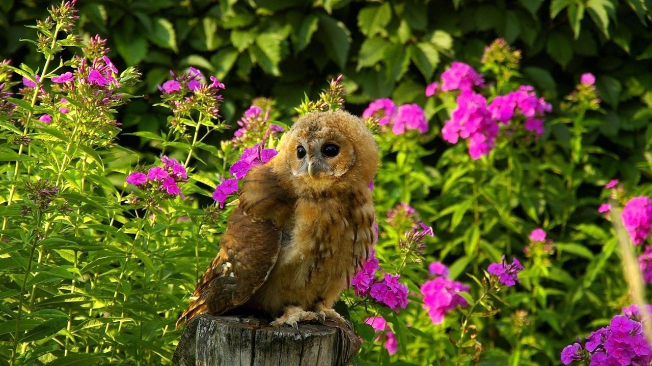 Обои цветы, трава, сова, лето, хищник, птица, пенек, flowers, grass, owl, summer, predator, bird, stump разрешение 1920x1200 Загрузить