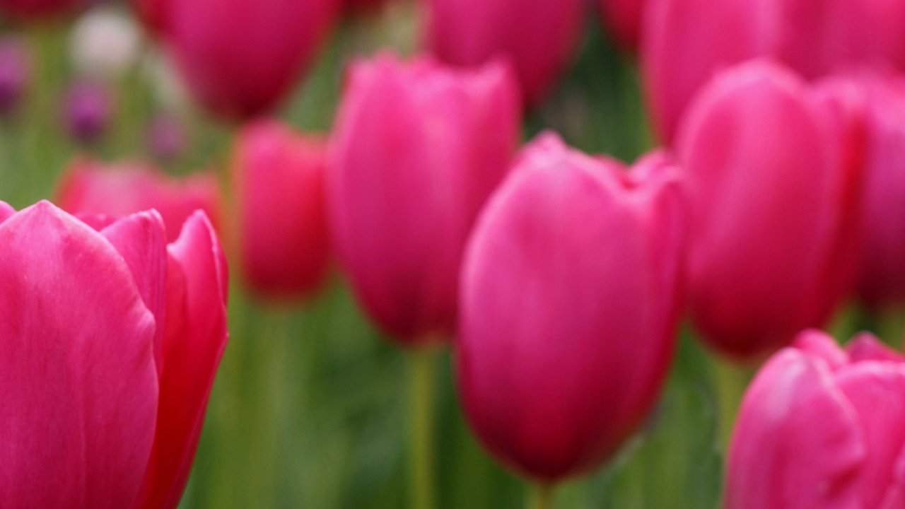 Обои фокус камеры, поле, лепестки, размытость, тюльпаны, розовые, the focus of the camera, field, petals, blur, tulips, pink разрешение 3872x1285 Загрузить