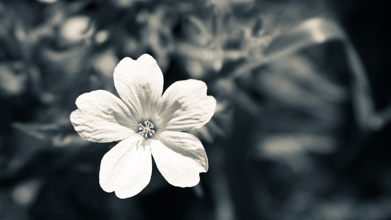 Обои цветок, лепестки, чёрно-белое, makro, belyj, seryj, flower, petals, black and white разрешение 2560x1440 Загрузить