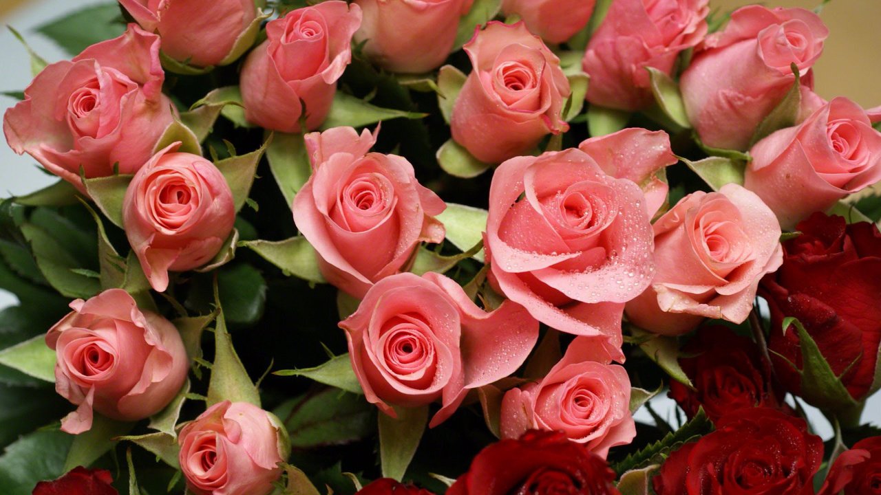 Обои cvety, rozy, raznye, розовые розы, pink roses разрешение 1920x1285 Загрузить