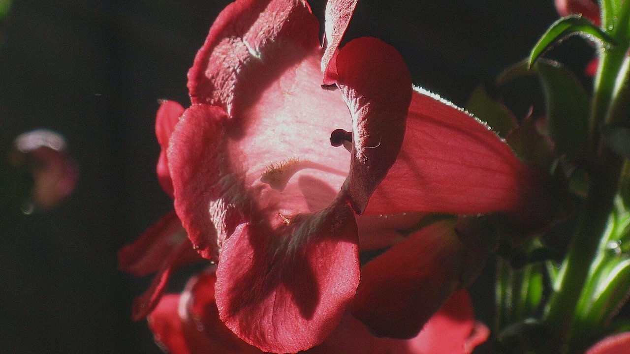 Обои цветок, красный, бутон, колоколчик, flower, red, bud, kolokolchik разрешение 1920x1440 Загрузить
