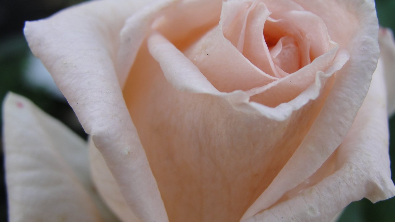 Обои макро, роза, лепестки, белая, macro, rose, petals, white разрешение 2592x1944 Загрузить
