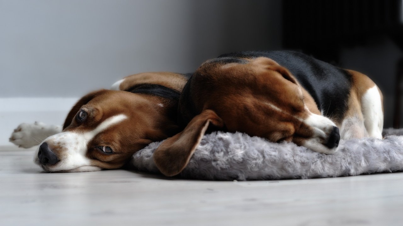 Обои сон, дом, отдых, уют, собаки, бигль, sleep, house, stay, comfort, dogs, beagle разрешение 2560x1440 Загрузить